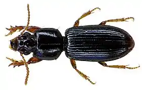 Fotografia de Carabidae Scaritinae, Clivina fossor.