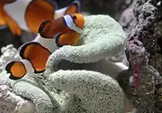 Amphiprioninae