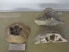 Diferentes cortes de Clypeaster aegypticus, mostrando a compartimentação e as estruturas internas da testa.