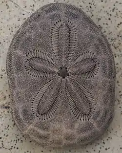 Clypeaster reticulatus