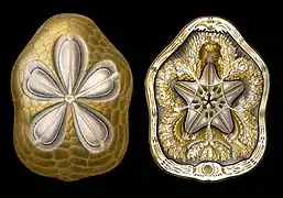 Clypeaster rosaceus (face aboral e vista superior em corte), ibid.