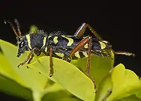 Clytus arietis