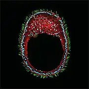 Planula. Imagem que mostra a gastrulação por ingressão desde um pólo em uma larva planula de cnidários.