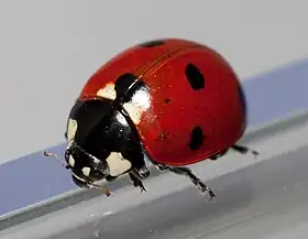 Joaninha, a exibir o seu corpo semiesférico, típico da família Coccinellidae.