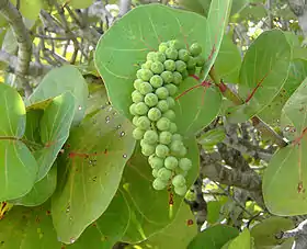 Coccoloba uvifera