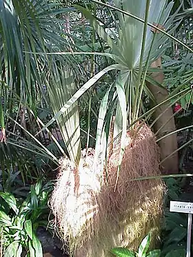 Coccothrinax crinita