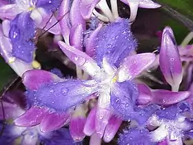 Cochliostema relutinum