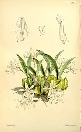 Coelogyne odoratissima