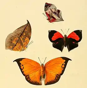 Ilustração de C. archidona, vista superior (abaixo, de asas abertas) e inferior (esquerda); retirada de Illustrations of new species of exotic butterflies: selected chiefly from the collections of W. Wilson Saunders and William C. Hewitson. Volume III (1860), de onde saiu sua descrição original como Siderone archidona. A outra espécie pertence ao gênero Siderone.