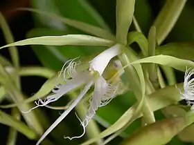 Coilostylis ciliaris