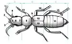9 = Escutelo em Staphylinidae (Coleoptera)
