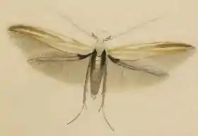 Coleophora cracella