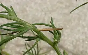 Uma larva de Coleophora klimeschiella