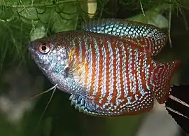 Gourami (Colisa lalia)
