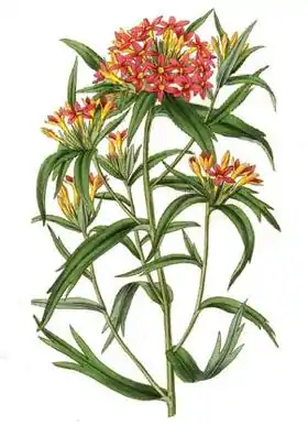 Collomia coccinea