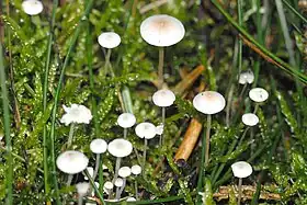 Hemimycena lactea