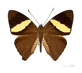 Vista superior de C. dirce