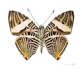 O adulto de C. annulata difere de C. dirce (na foto) por apresentar a terceira linha do ápice das asas, de fora para dentro e sem contar a no contorno das asas, sem um estreitamento formando um afunilamento.