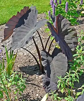 Colocasia esculenta no Jardim Botânico VanDusen, em Vancouver, no Canadá