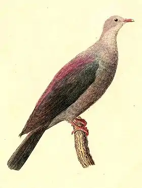 Ilustração de Heinrich von Kittlitz (1832)