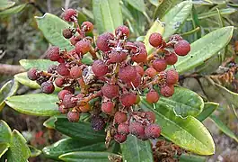 Frutos imaturos de Comarostaphylis arbutoides