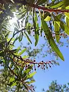 Comarostaphylis polifolia