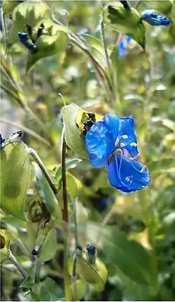 Commelina coelestis.