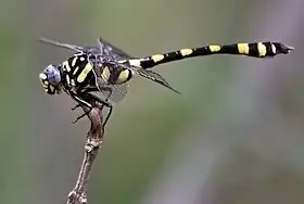 Common Clubtail Ictinogomphus rapax