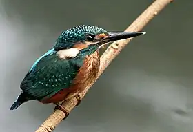 Alcedo atthis