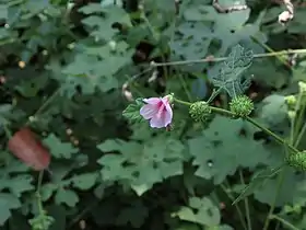 Carapicu em Aldoná, em Goa, na Índia