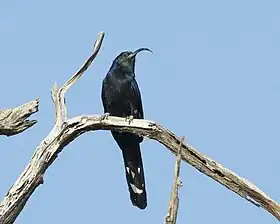 Rhinopomastus cyanomelas