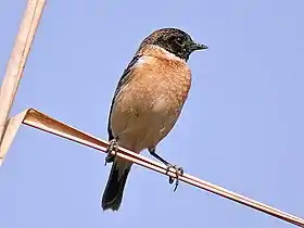 Saxicola maura