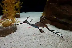 Dragão-marinho-comum (Phyllopteryx taeniolatus) no Oceanário de Lisboa