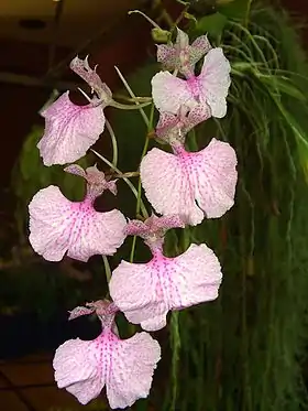 Comparettia macroplectron