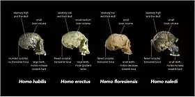 Características cranianas de algumas espécies de Homo (esquerda para direita: Homo habilis, Homo erectus, Homo floresiensis, Homo naledi).