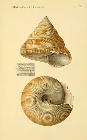 Exemplar de M. beyrichii em desenho de 1880. Note a fenda lateral ausente, nesta concha quebrada.