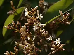 Flores de Connarus monocarpus.