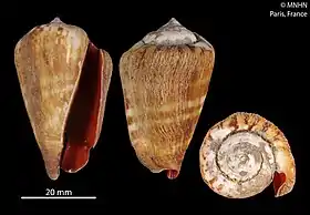 Três vistas da concha de C. luhuanus, com perióstraco; espécime da coleção do Museu Nacional de História Natural de Paris.