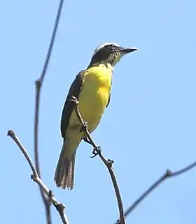 Bem-te-vi-da-copa (Conopias parvus) em Manaus, estado de Amazonas, Brasil