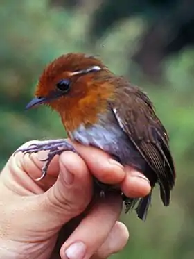 Conopophaga castaneiceps