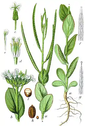 Conringia orientalis