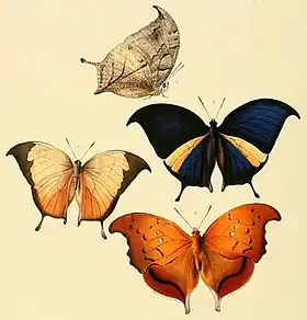 Abaixo, nesta gravura de 1856 retirada de William Chapman Hewitson, borboleta Z. syene (ex Anaea syene), cujo tipo nomenclatural fora coletado na Colômbia. Acima três borboletas do gênero Consul.