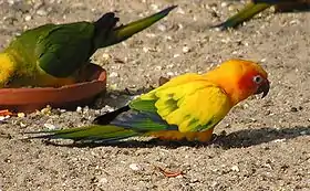 Aratinga solstitialis