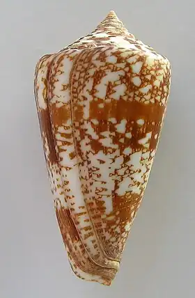 Vista de uma concha de C. amadis.