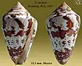 Conus archonBroderip, W.J., 1833
