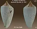 Conus asiaticus lovellreeveiRaybaudi Massilia, G., 1993