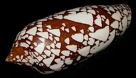 Concha de C. aulicus, uma das seis espécies de moluscos Conidae potencialmente perigosas ao homem na região do Indo-Pacífico. Espécime coletado na península de Zamboanga, Filipinas.