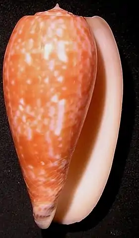 Fotografia da vista inferior da concha de C. bullatus.