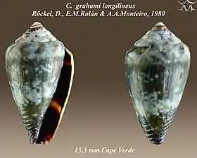 Conus grahami longilineusRöckel, D., E. M. Rolán & A. A. Monteiro, 1980