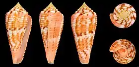 Cinco vistas de uma concha de C. granulatus da coleção do Smithsonian Institution.
